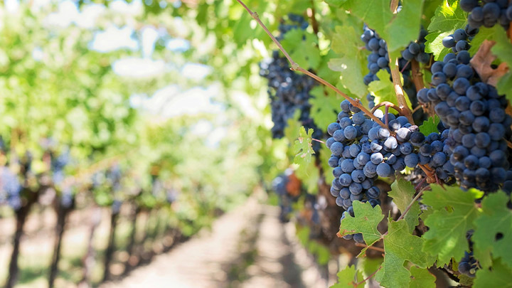 Riscoperta identità perduta vini bianchi - immagine 2